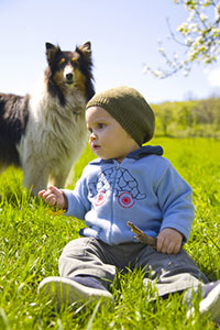 Dog---child-with-Collie